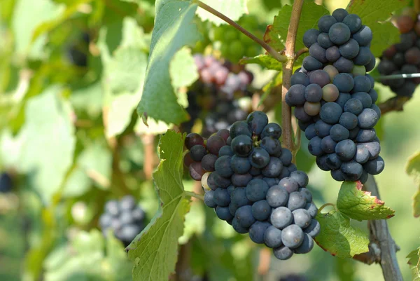 Édes szőlő — Stock Fotó