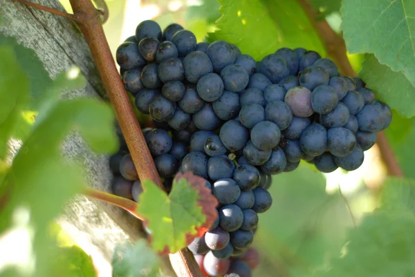Винограду і листя — стокове фото