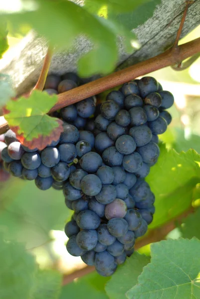 Виноград на солнце — стоковое фото