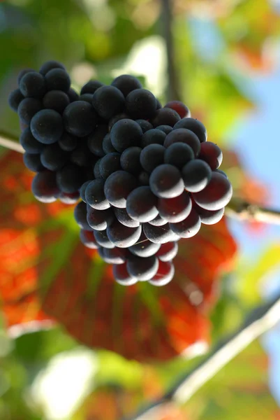 Grapes and sun — Stock Photo, Image