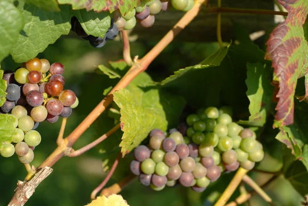 Colores de uva —  Fotos de Stock