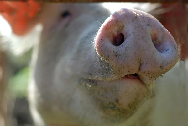분홍 돼지 — 스톡 사진