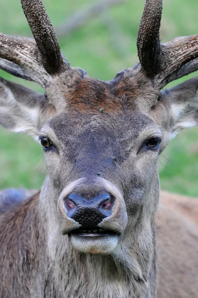 Deer head — Stock Photo, Image