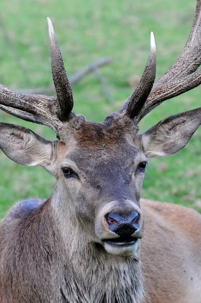 Stock image Deer portrait