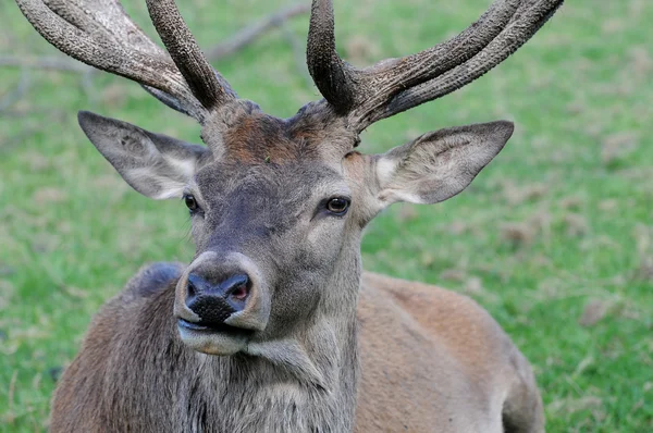 stock image Proud deer