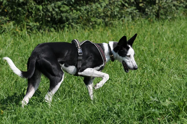 Cão de caça veado — Fotografia de Stock