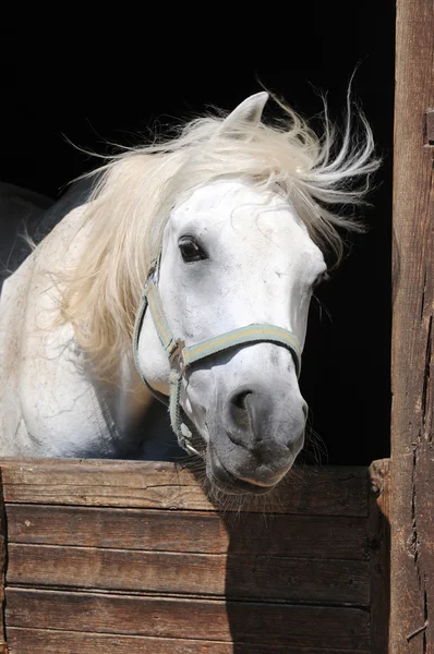 Vita hästen Royaltyfria Stockfoton
