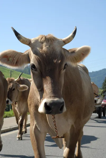 Vaca lechera Fotos de stock