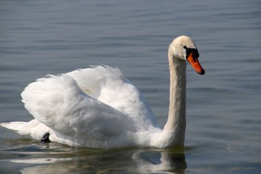 Kuğu güzeli.