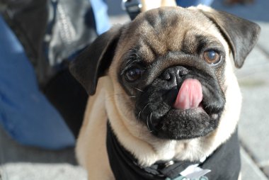 Young pug