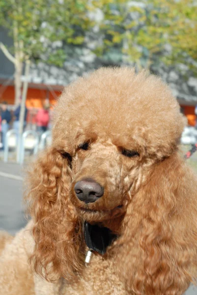 Royal poodle — Stock Photo, Image