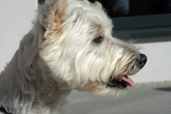 Westhighland Terrier — Fotografia de Stock