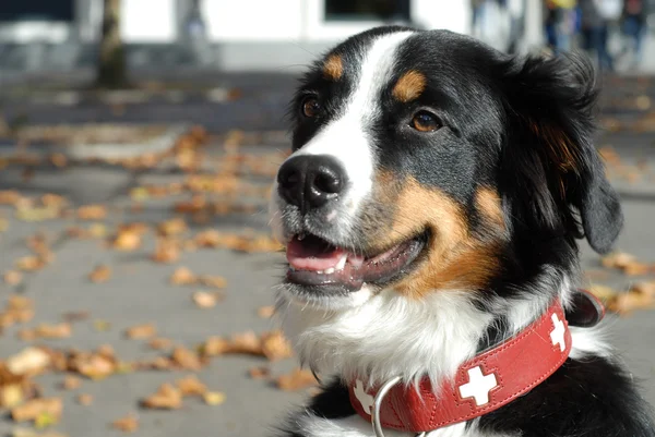 Hrdý švýcarský salašnický pes — Stock fotografie