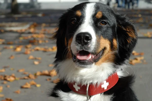 Портретная швейцарская горная собака — стоковое фото