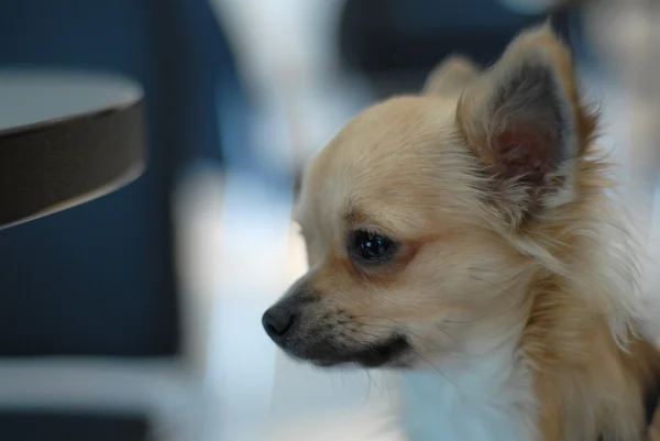 Profil Chihuahua — Zdjęcie stockowe