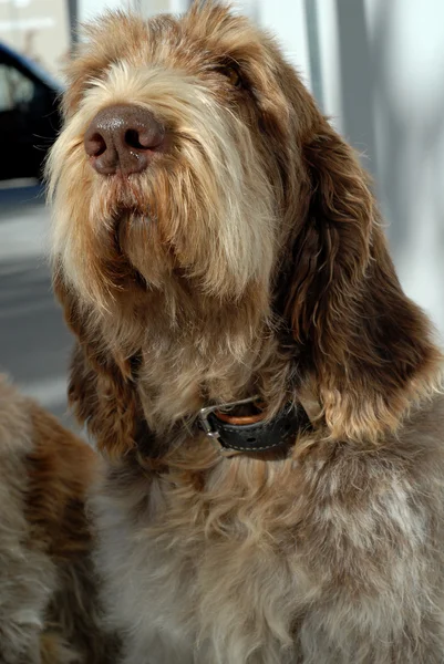 Portret psa Zdjęcia Stockowe bez tantiem