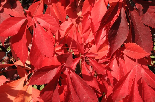 stock image Red leafs