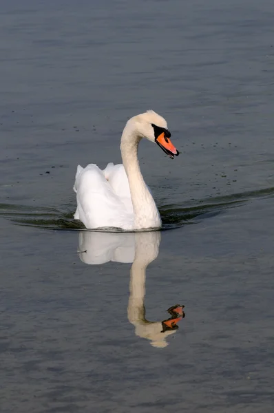Swimming swan — Stock Photo, Image