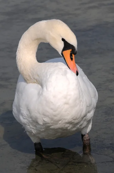 stock image Swan power