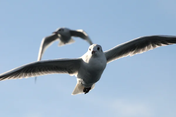 Seagull paar — Stockfoto