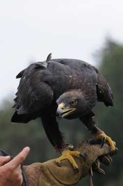 Eagle portresi