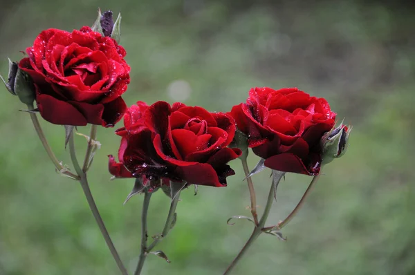 玫瑰三重奏 — 图库照片