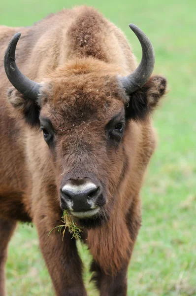 Bison portrait — Stock Photo, Image