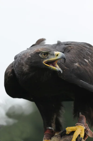 Wild eagle — Stock Photo, Image