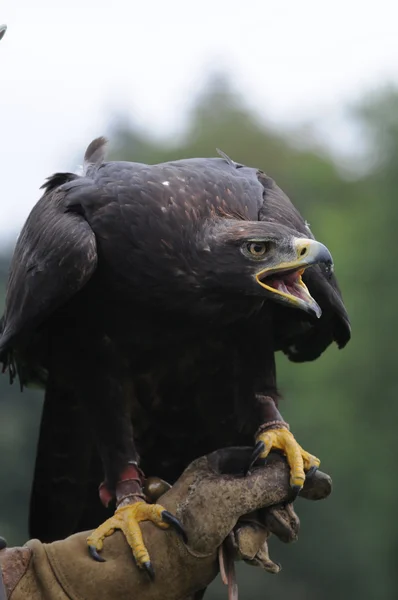 Eagle portrait — Stock Photo, Image