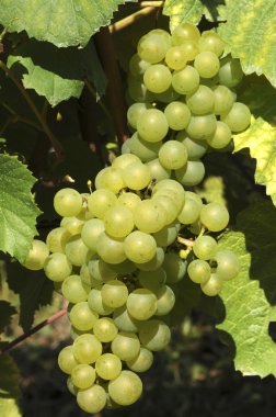 White grapes clipart