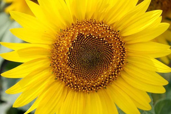 stock image Sunflower