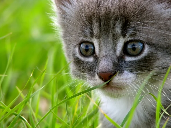 Kitty sitter på gräset i trädgården — Stockfoto