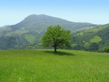 Single tree on the Meadow clipart