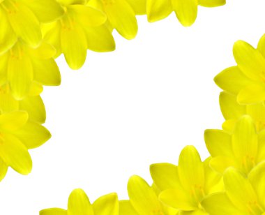 Yellow crocus background clipart