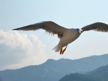 Kameraya bakarak martı