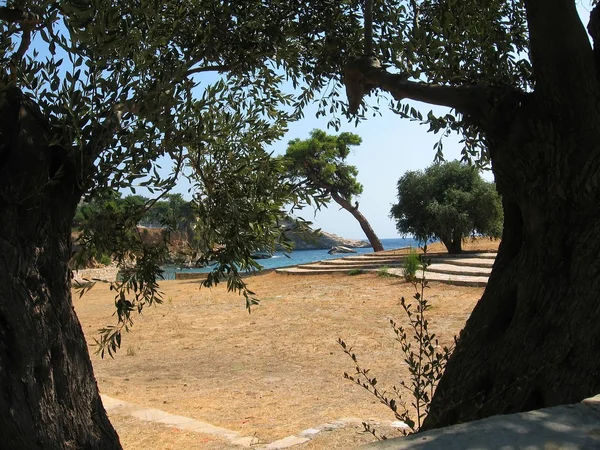 Looging via de olijfbomen — Stockfoto