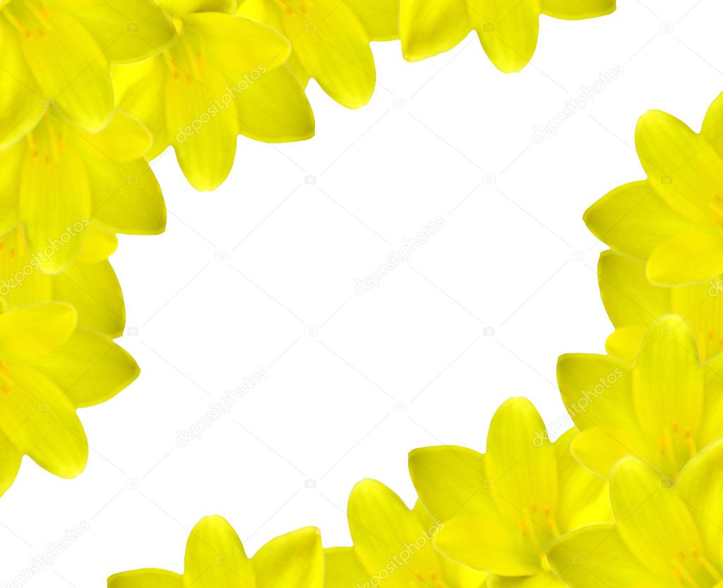 Yellow crocus background