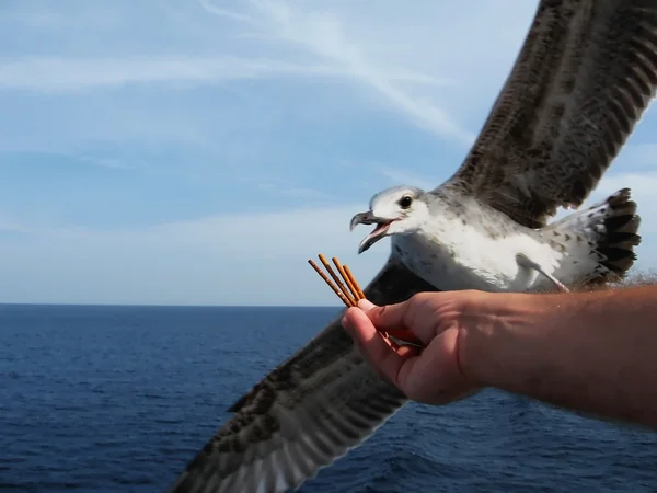 Feeding seagull — Stock Photo, Image