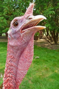 Turkey with neck extended closeup clipart