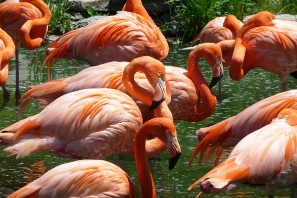 stock image Flock of flamingos