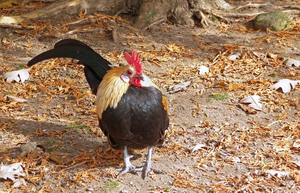 Autumn rooster — Stock Photo, Image