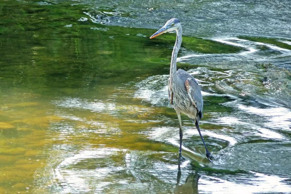 Blue heron polowania w nurty rzeki — Zdjęcie stockowe