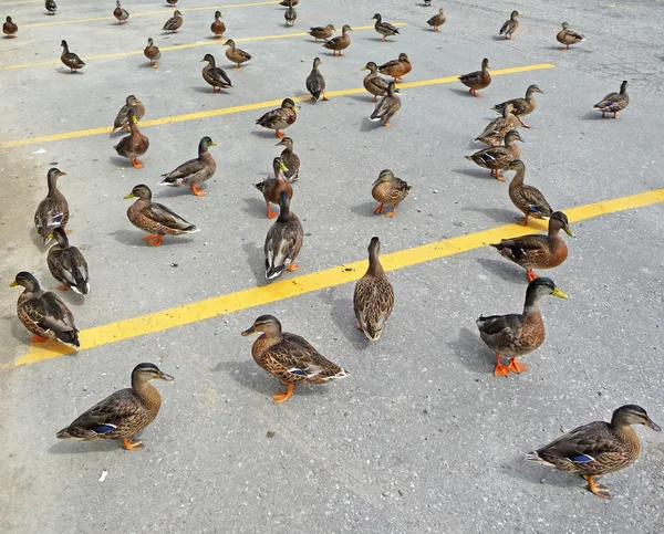 Urban ducks — Stock Photo, Image
