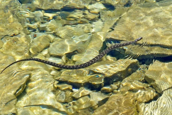 황금 물에 북부 물 뱀 — 스톡 사진