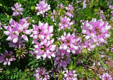 Crown Vetch cluster clipart