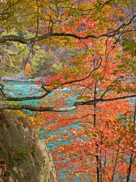 Осенние деревья в ущелье Ниагара — стоковое фото