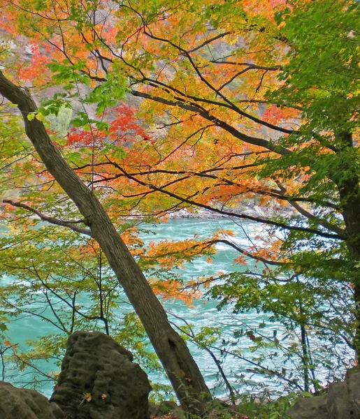 Alberi autunnali nella gola del Niagara — Foto Stock