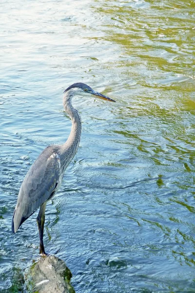 Blue heron stojący w nurty rzeki — Zdjęcie stockowe