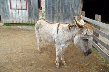 donkey in een barnyard