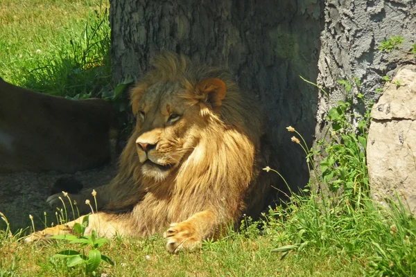 Hím oroszlán pihen az árnyékban — Stock Fotó